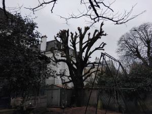 Photo de galerie - Etetage et abattage d'arbres


