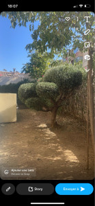 Photo de galerie - Taille de haies et d'arbustes