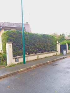 Photo de galerie - Taille de haies et d'arbustes