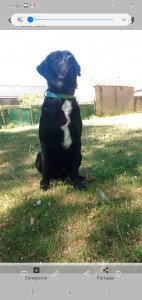 Photo de galerie - Labrador croisė beauceron