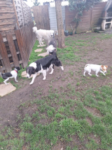 Photo de galerie - Garde chien