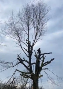 Photo de galerie - élagage d'un Chêne de 15m