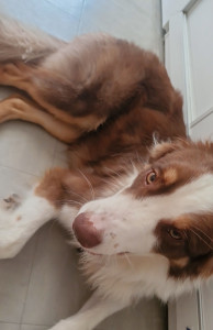 Photo de galerie - Garde chien