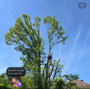 Photo de galerie - Elagage et coupe d'arbres