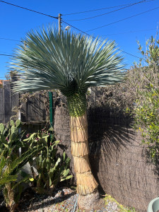 Photo de galerie - Taille d’un magnifique rostrata
