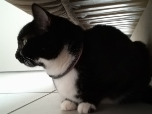 Photo de galerie - J'ai gardé cette petite chatte chez moi pendant 1 semaine.