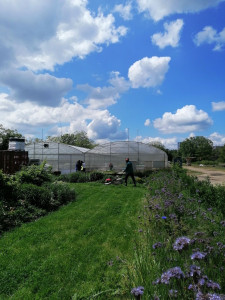 Photo de galerie - Mon intervention dans un jardin privé avec une tondeuse