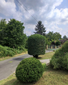 Photo de galerie - Taille tonte et mise en forme
