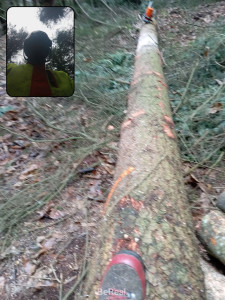 Photo de galerie - Abattage et façonnage (bois d'oeuvre) d'un sapin Douglas de 60 cm de diamètre 