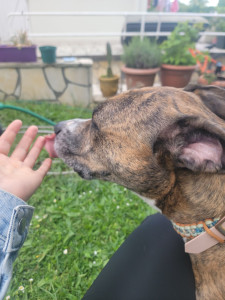 Photo de galerie - Garde chien