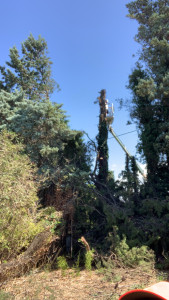 Photo de galerie - Elagage et coupe d'arbres