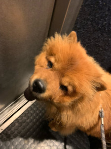 Photo de galerie - Garde chien