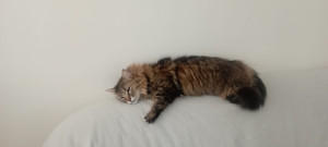 Photo de galerie - Garde chat