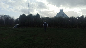 Photo de galerie - élagage d'une grosse haie 