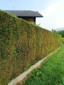 Photo de galerie - Taille d'une petite haie 