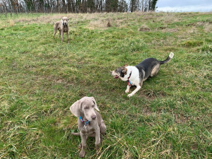Photo de galerie - Promenade des 3 chiens 
