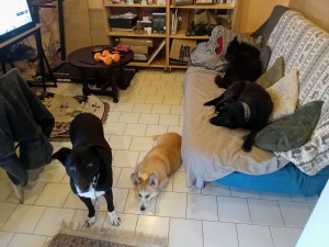 Photo de galerie - Garde chien