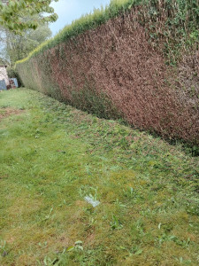 Photo de galerie - Taille de haies , toute dimensions , évacuation 