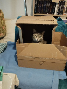 Photo de galerie - Chat caché 