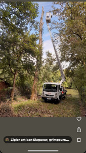 Photo de galerie - Elagage et coupe d'arbres