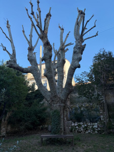 Photo de galerie - élagage platane apres