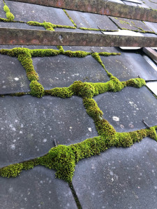 Photo de galerie - Nettoyage de toiture 