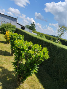 Photo de galerie - Taille de haies et d'arbustes