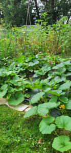 Photo de galerie - Courges jardin