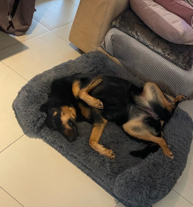 Photo de galerie - Ma chienne polka