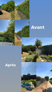 Photo de galerie - À la demande de la cliente, environ 45 m de haie à tailler ainsi qu’environ 27 m de haie à raser au sol. 