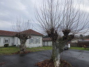 Photo de galerie - Taillages de platane