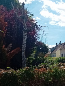 Photo de galerie - ABATTAGE 