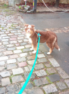 Photo de galerie - Yago - visite/promenade 02/26
