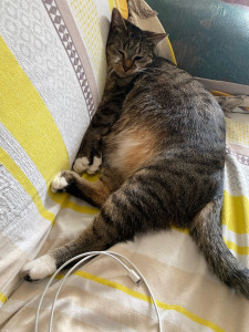 Photo de galerie - Kitty