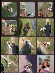 Photo de galerie - Garde d'animaux 