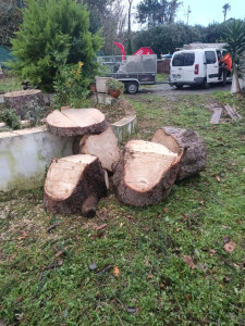 Photo de galerie - Abattage d'un cèdre dangereux et indésirable.