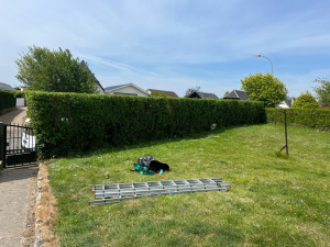 Photo de galerie - Taille de haies