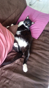 Photo de galerie - Kiko mon chat aîné