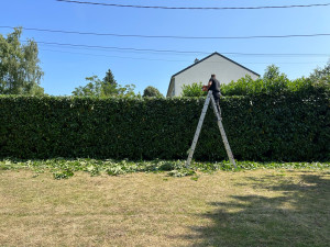 Photo de galerie - Taille de haies 