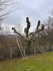 Photo de galerie - Elagage et coupe d'arbres