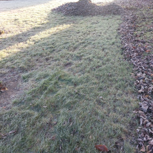 Photo de galerie - Soufflage de feuille ? avec ramassage et évacuation dechetterie. 