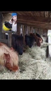 Photo de galerie - Nourrissage de chevaux dans un élevage