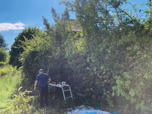 Photo de galerie - Taille de haies et d'arbustes