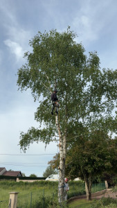 Photo de galerie - élagage d’un bouleau