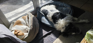 Photo de galerie - Garde chien à mon domicile 