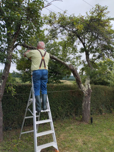 Photo de galerie - élagage des arbres.