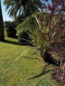 Photo de galerie - Nettoyage désherbage taille 