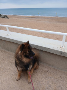 Photo de galerie - Upsy magnifique eurasier de 18 mois