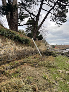 Photo de galerie - Enlever le lierre 