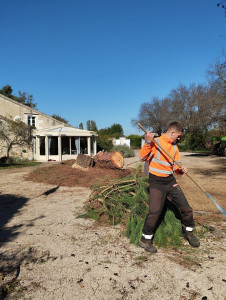 Photo de galerie - Fin du chantier d'abattage du pin Parasol 